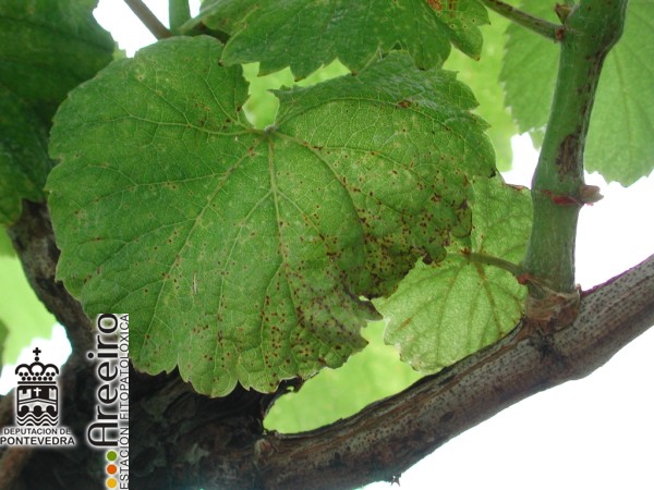 Phomopsis viticola (Excoriose) - Síntomas en folla